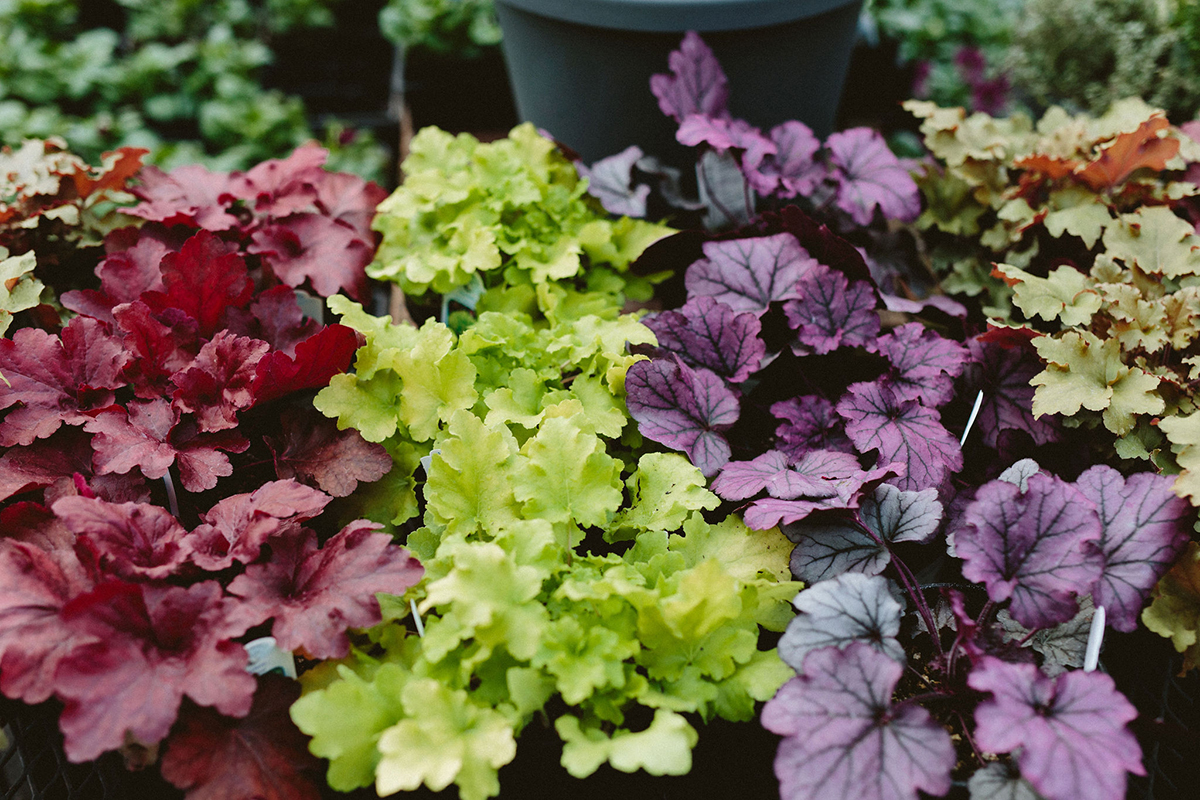 heuchera variety