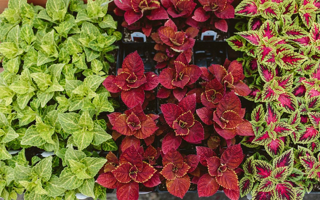 coleus varieties