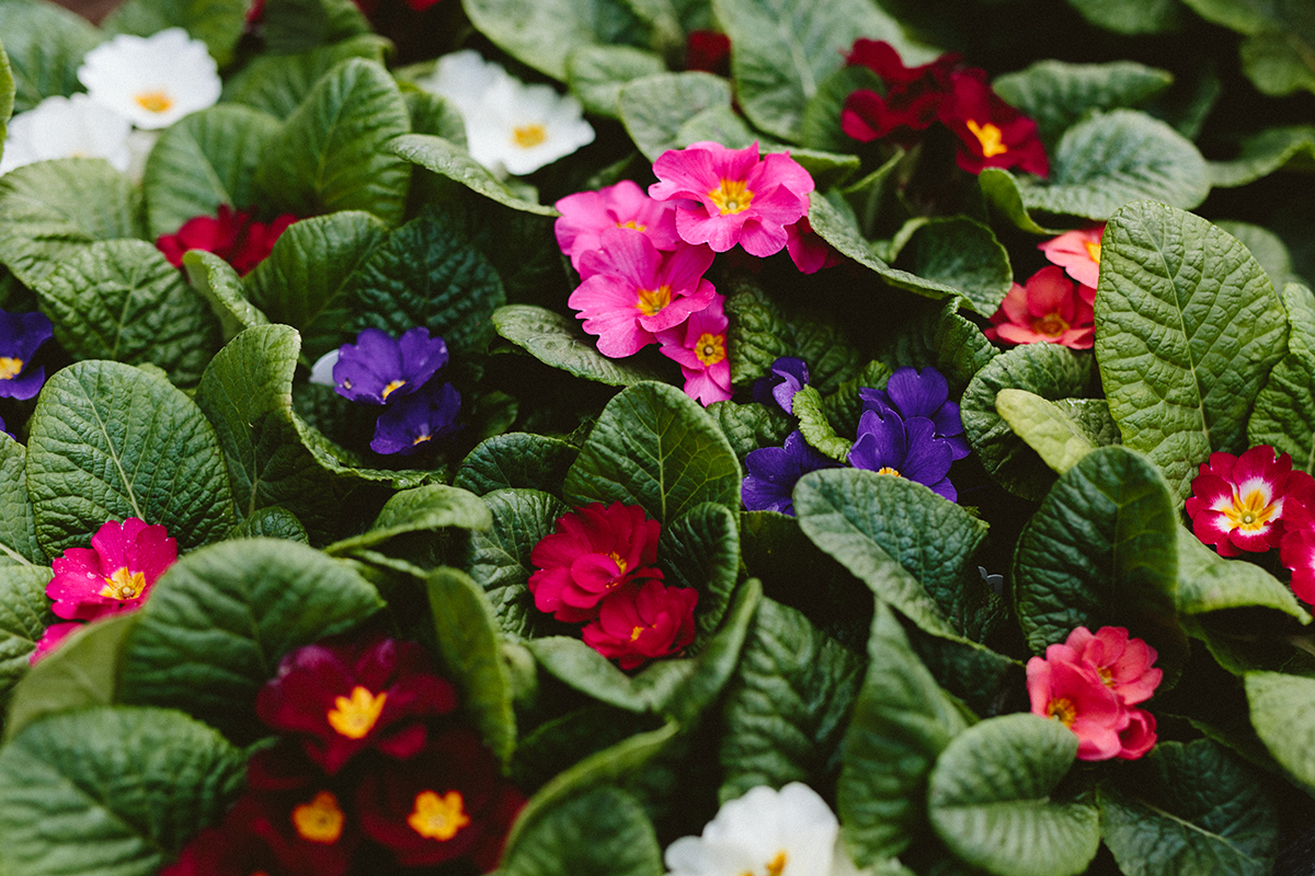 January in the Garden - Primrose blooms at a Dennis' 7 Dees Garden Center