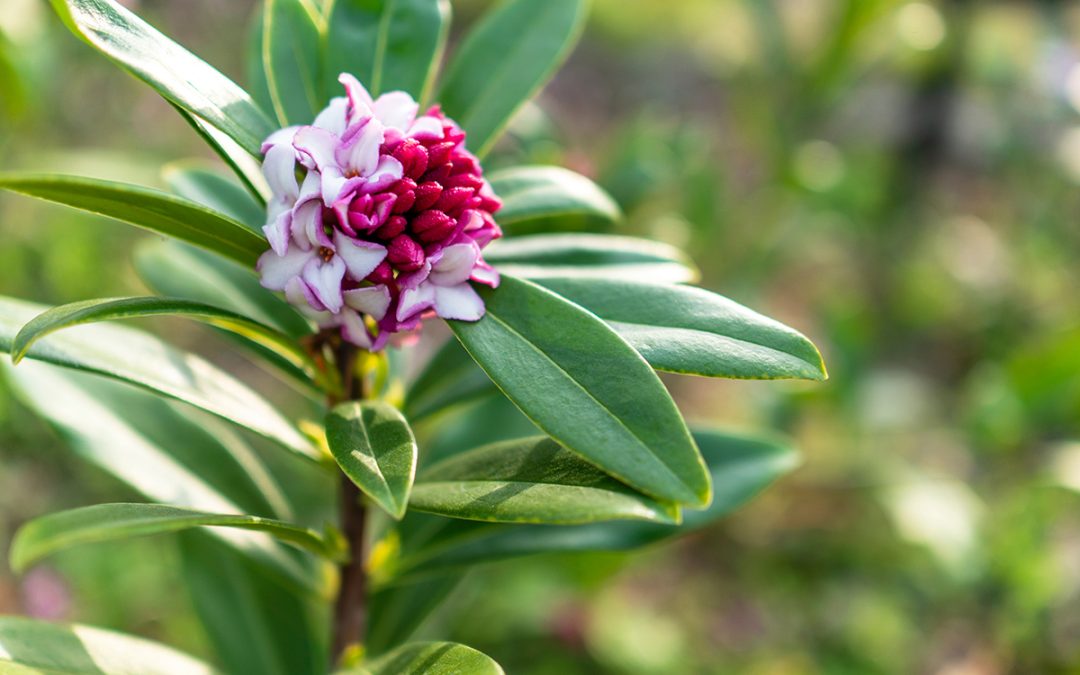 Daphne odora plant blooming in February at a Dennis' 7 Dees Garden Center