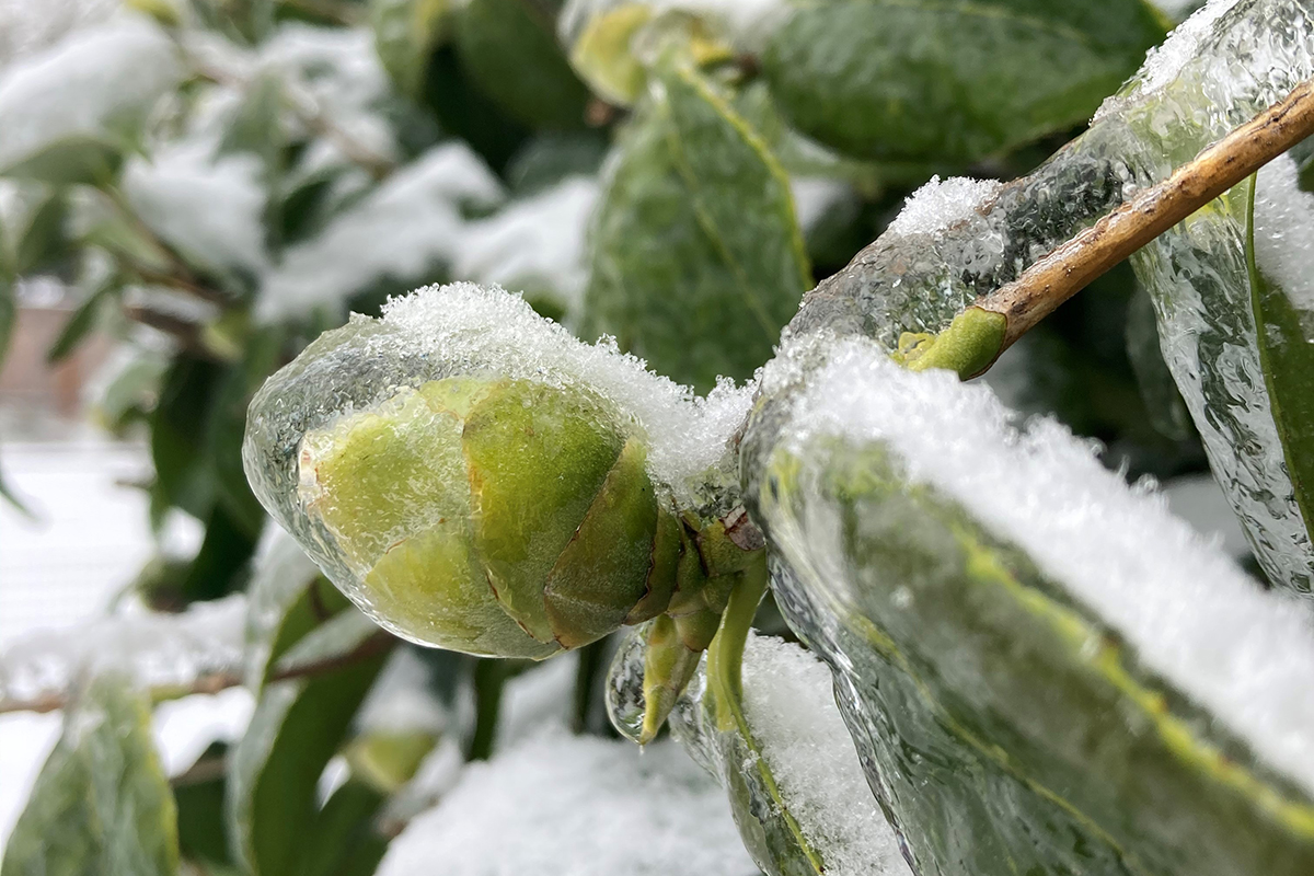 Frozen Camellia Bud