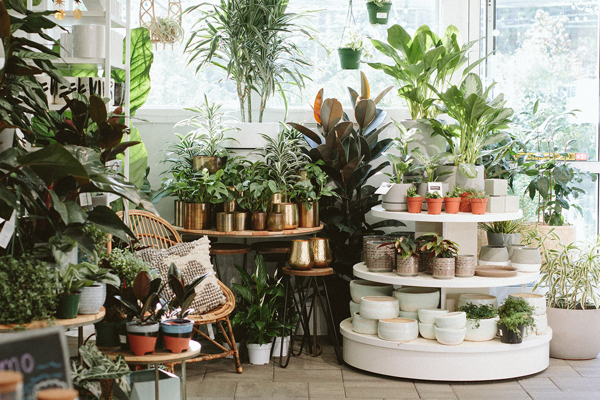 Indoor plants, air plants, gold and ceramic pots, pillows and gifts at the Lake Oswego Garden Center - Dennis' 7 Dees
