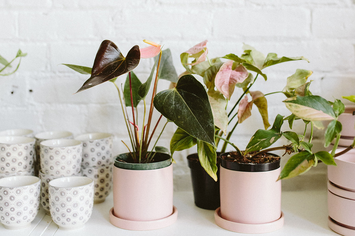 Pink anthurium and pink syngonium in pink pots against a brick wall