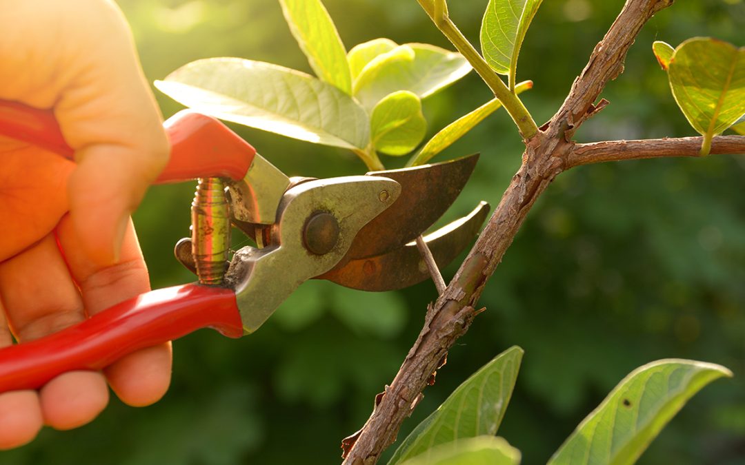 Pruning Basics