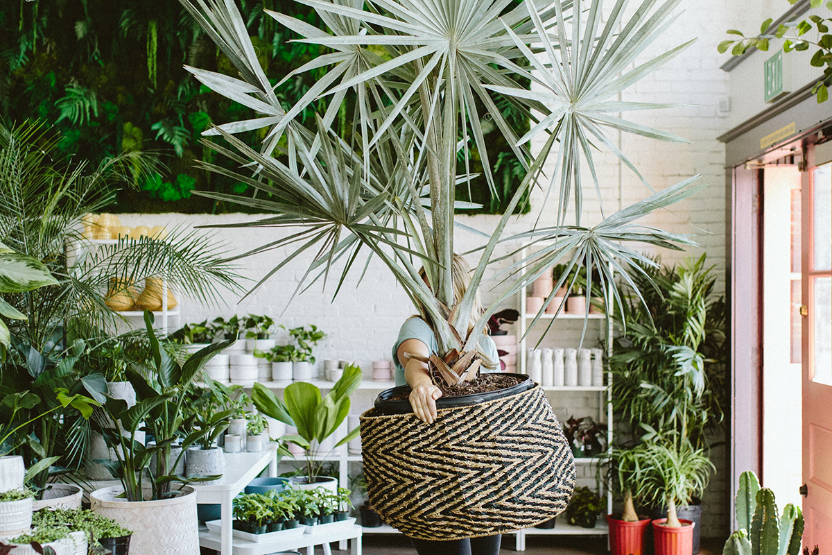 Employee holding giant palm plant