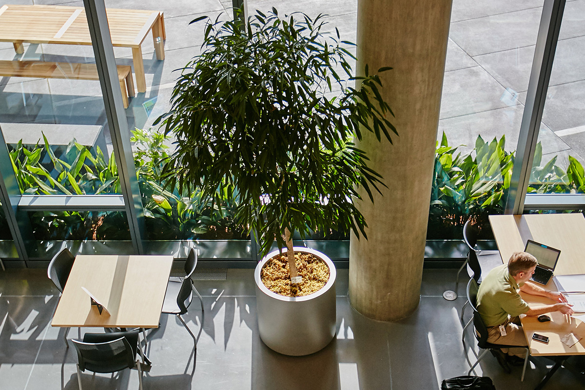 Social Distancing Solutions 4 Moss Wall and Palm in an office