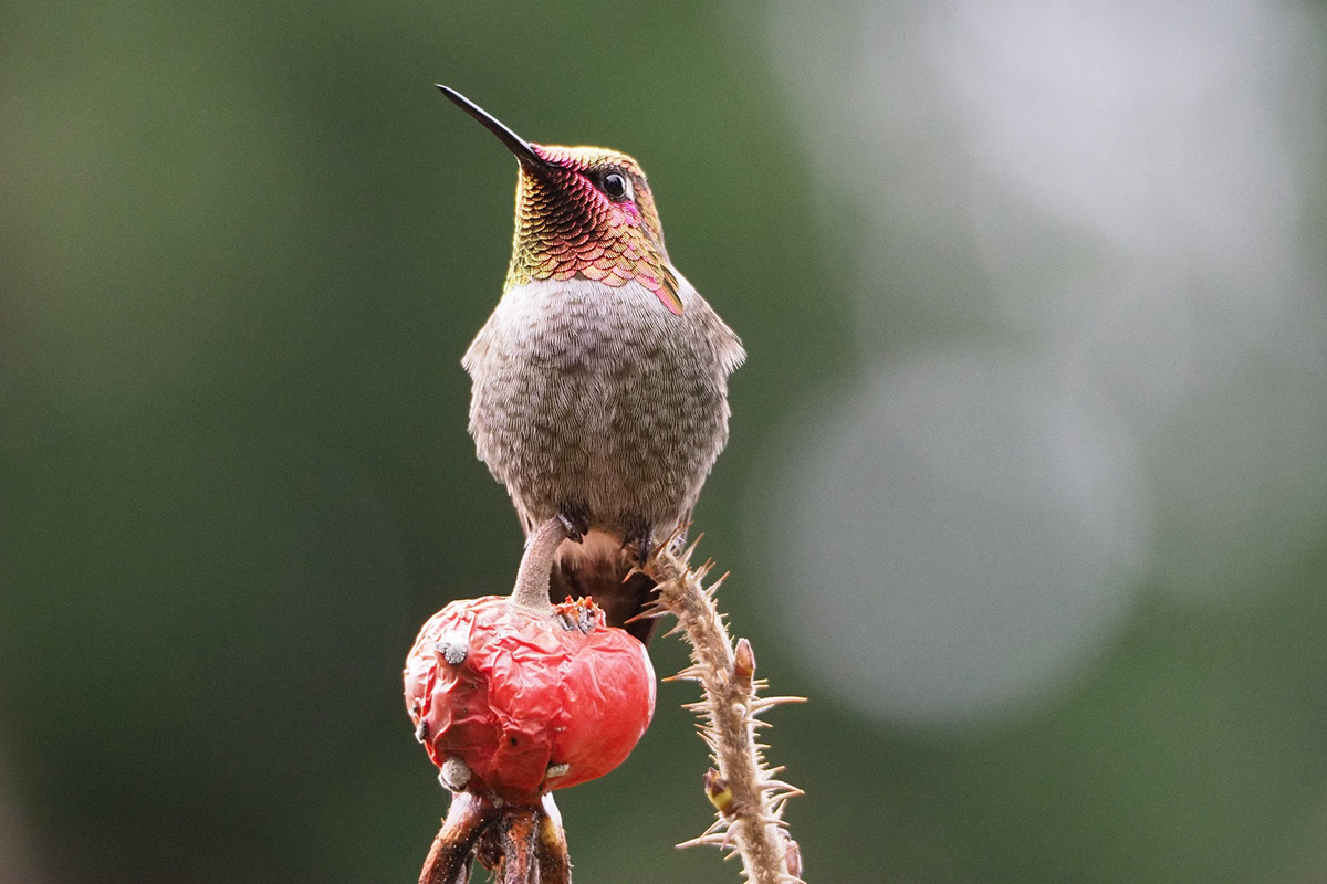 Male Anna's Hummingbird