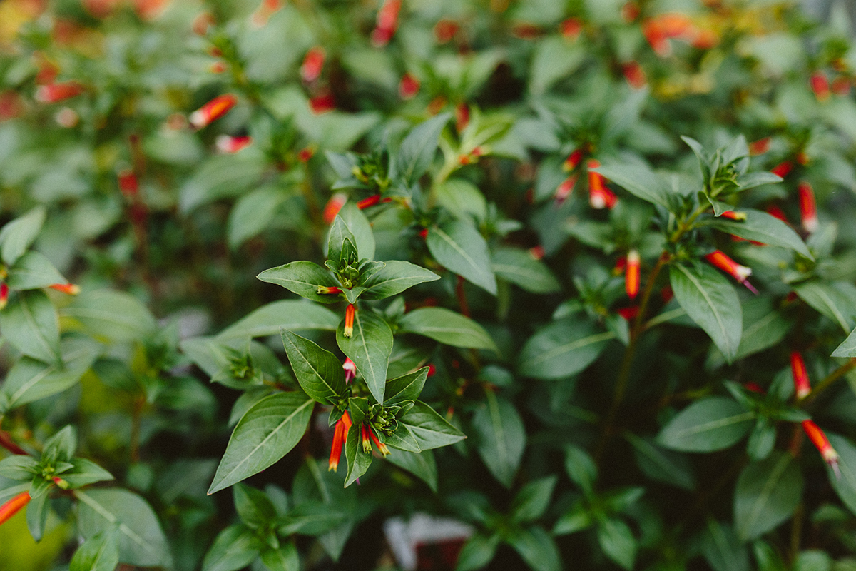 Cuphea Shrub with Orange Flowers