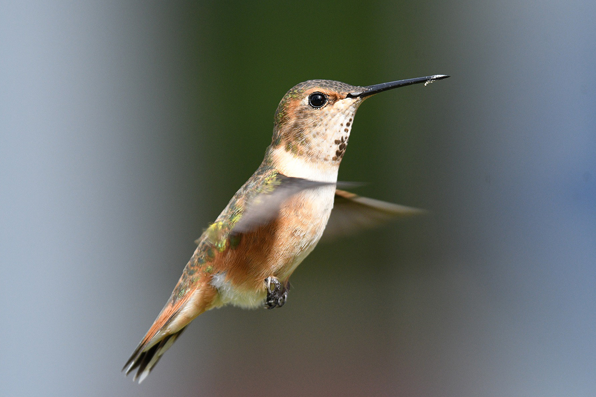 Female Rufous Hummingbird