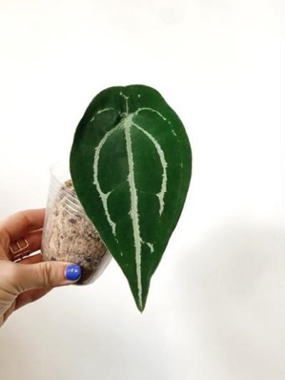 anthurium forgetii