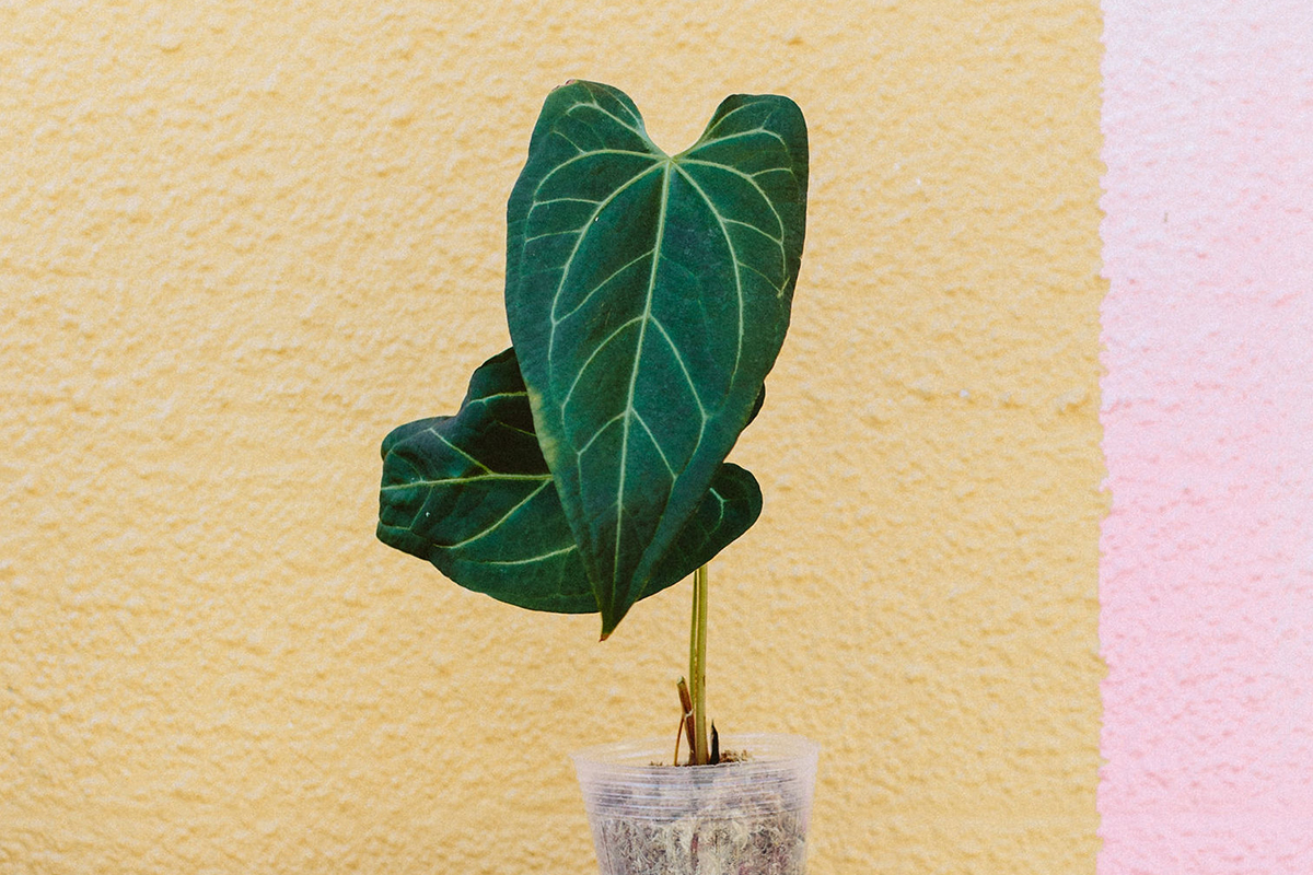 dennis7dees-collector-plants-2 rare houseplants display
