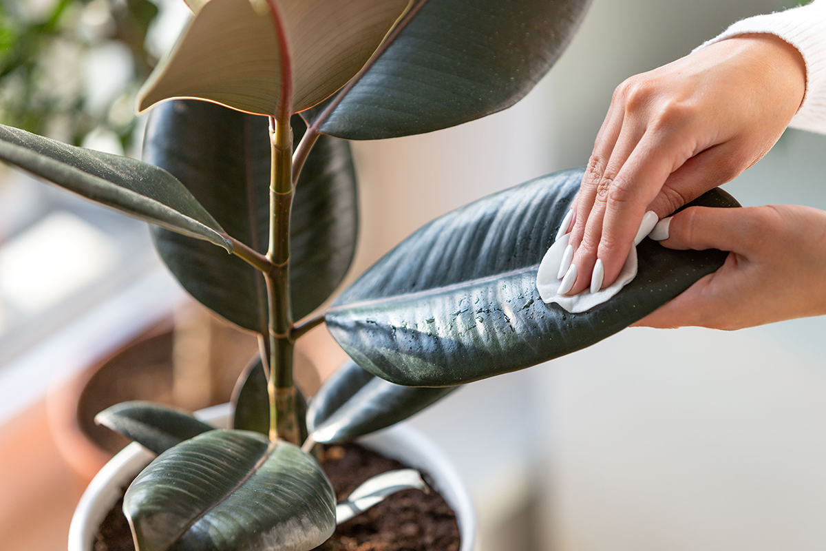 Female,Gardener,Hands,Wiping,The,Dust,From,Houseplant,Leaves,,Taking houseplant care ficus leaves