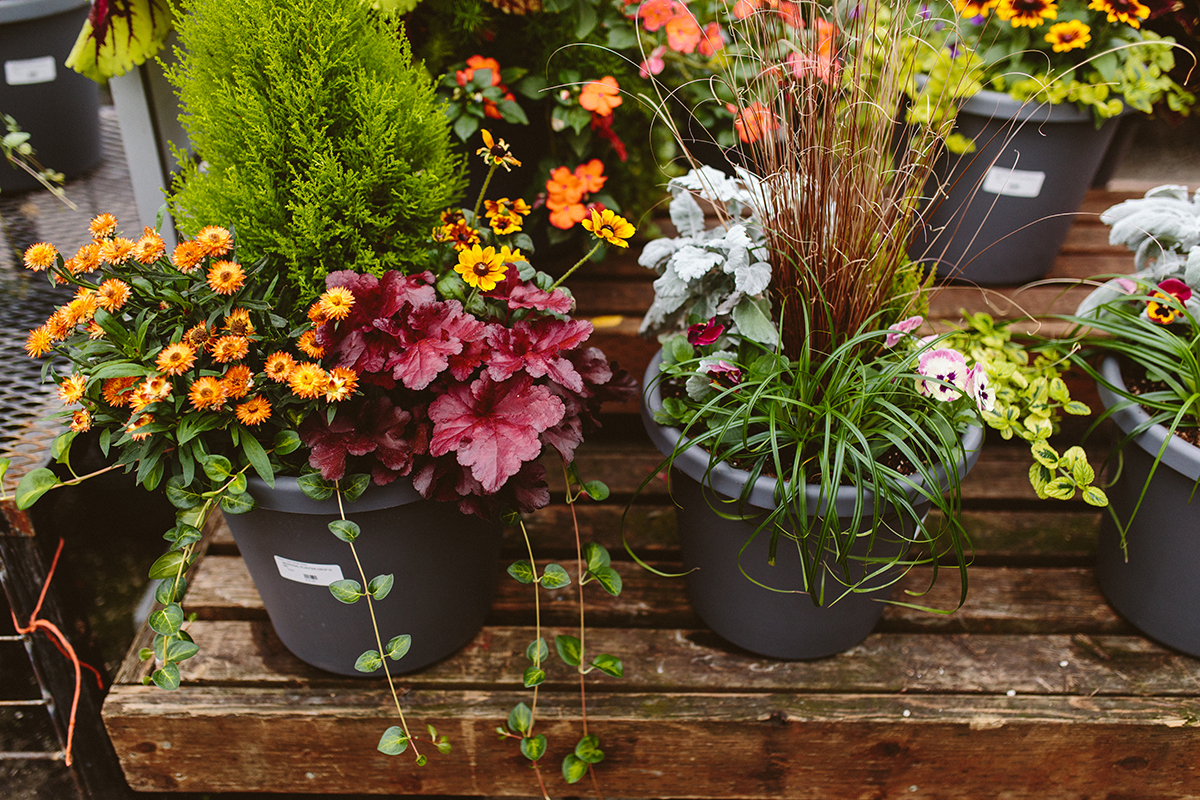 fall container combos