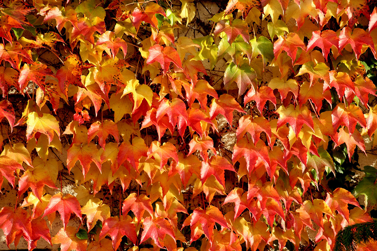Boston Ivy vine fall color
