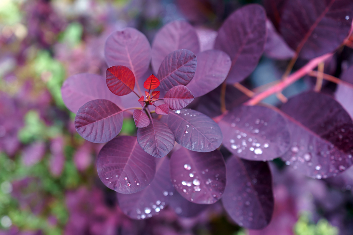 Smoke Tree Royal Purple