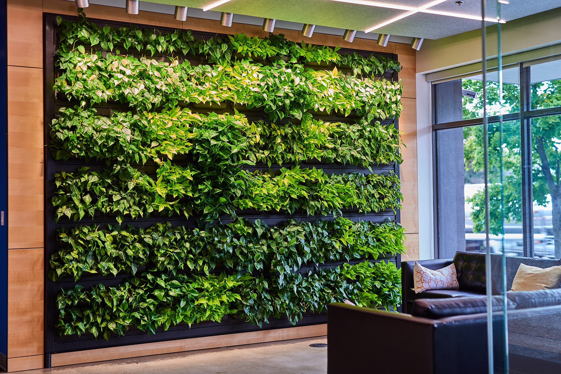 Living wall in Entryway of Office created by Urban Plantscapes of Dennis' 7 Dees Urban Plantscapes Biophilic Design