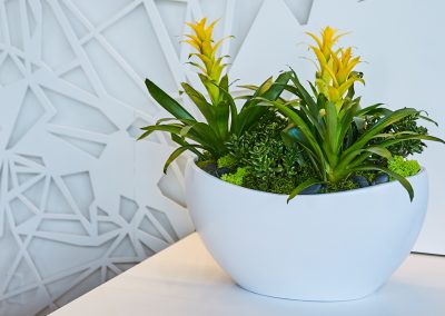 Urban Plantscapes Hospitality Plants
