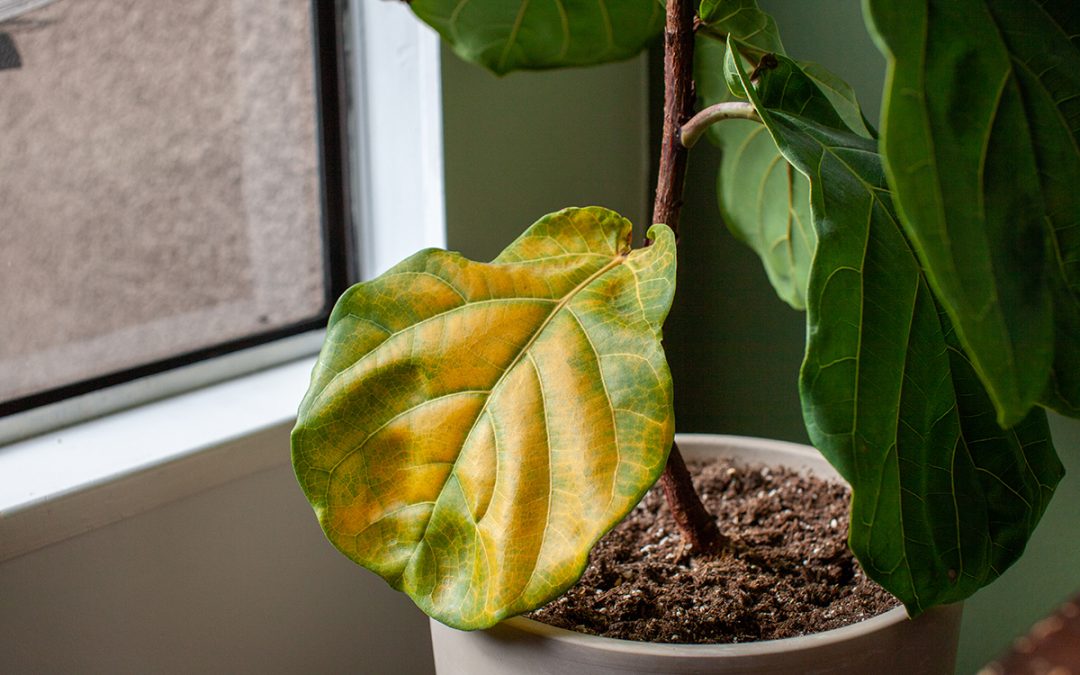 yellow leaves on ficus