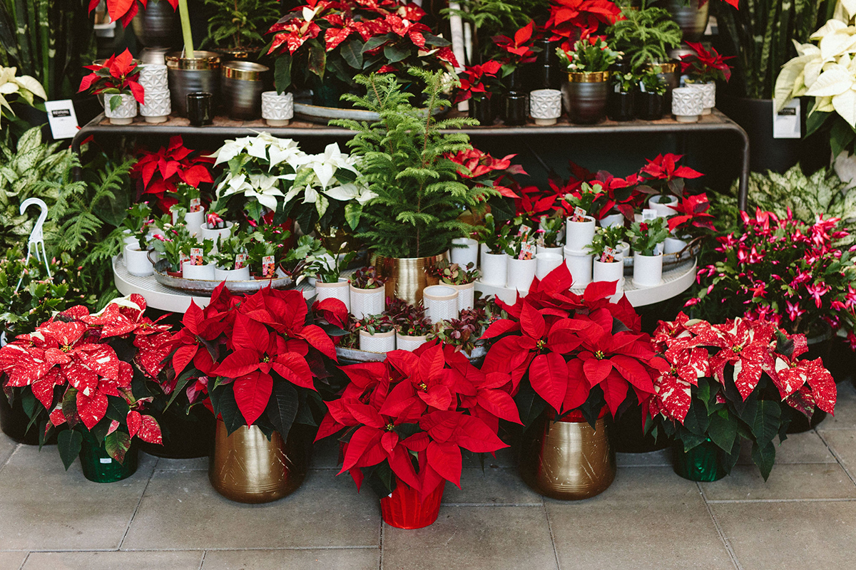 Indoor Holiday Plants from Amaryllis to Zygocactus: Everything You Need to  Know - Dennis' 7 Dees | Landscaping Services \u0026 Garden Centers, image size:1200x800