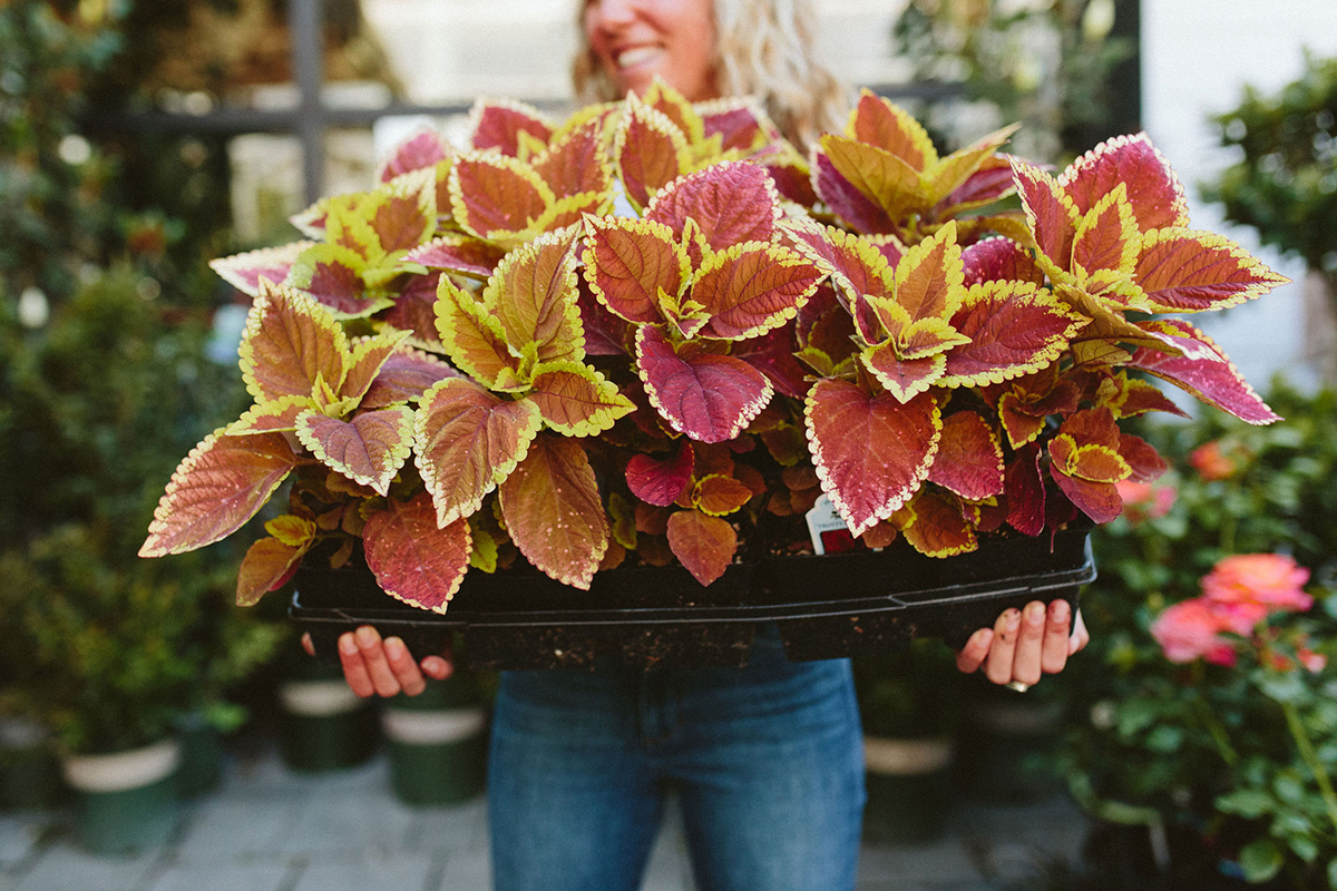 girl holding coleus plants