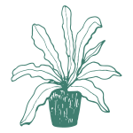 Indoor Fern Care