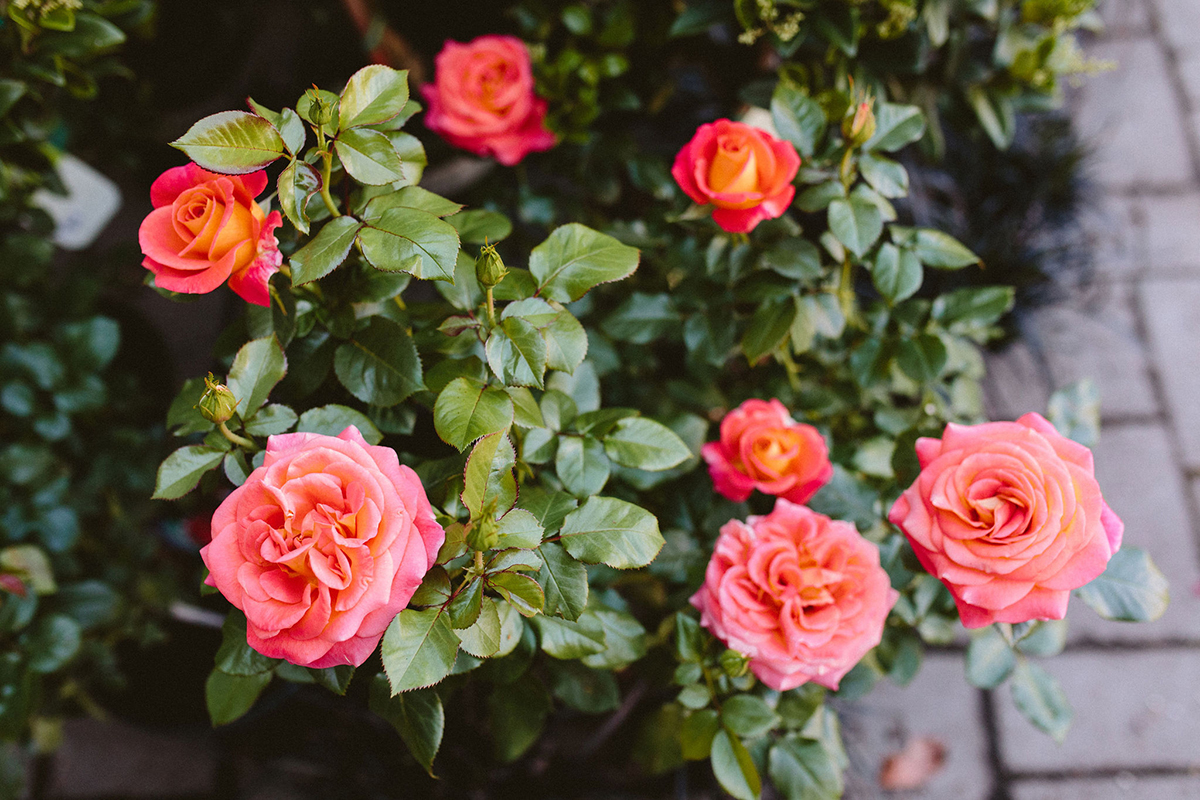 All About Roses: Selection, Planting & Care - Dennis' 7 Dees