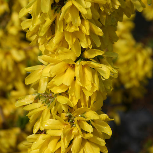 Show Off Starlet Forsythia from Proven Winners