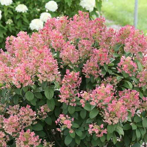 'Little Quick Fire' Panicle Hydrangea from Proven Winners