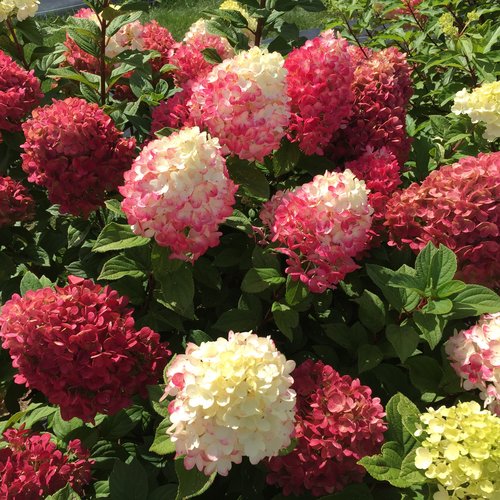 'Little Lime Punch' Panicle Hydrangea from Proven Winners