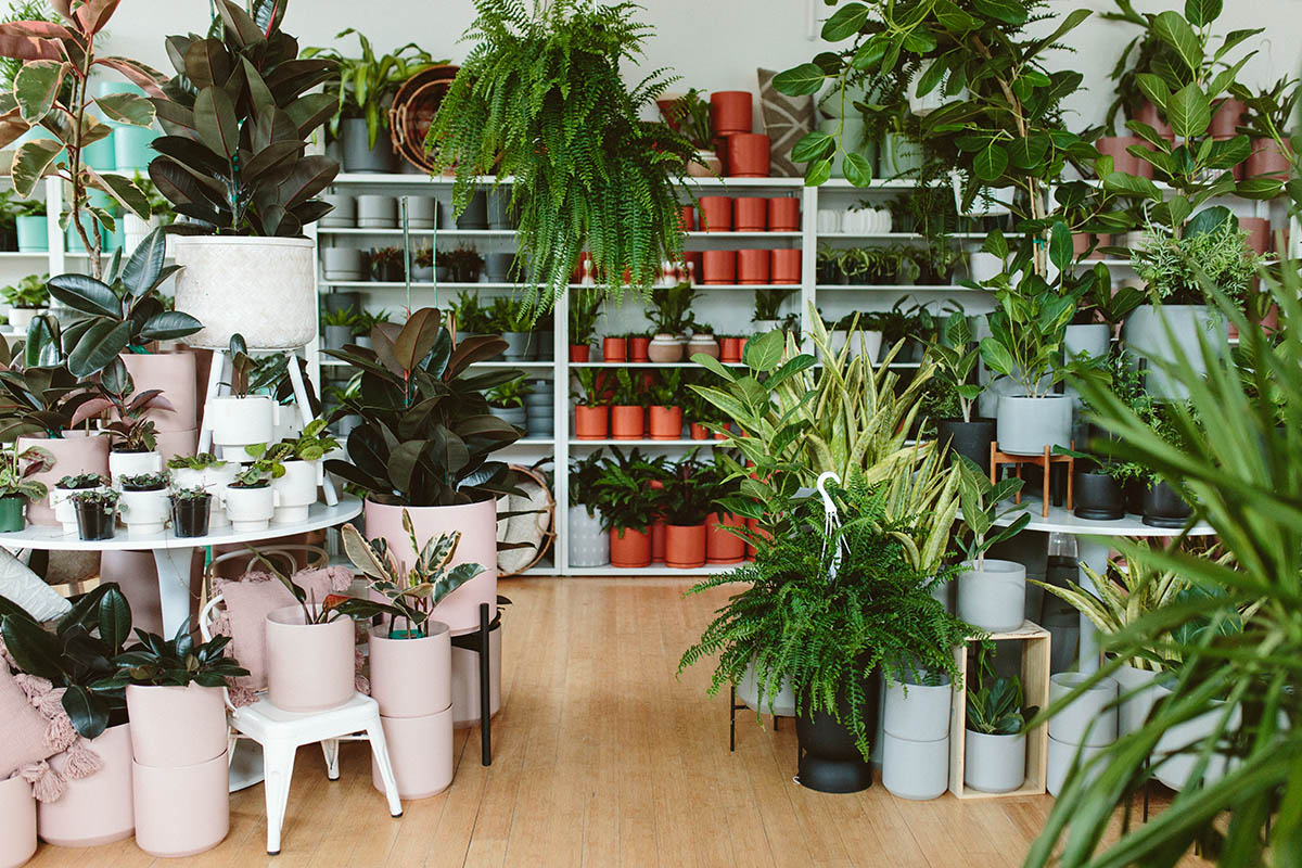 Houseplant Trends of 2024 - Dennis' 7 Dees | Landscaping Services & Garden  Centers
