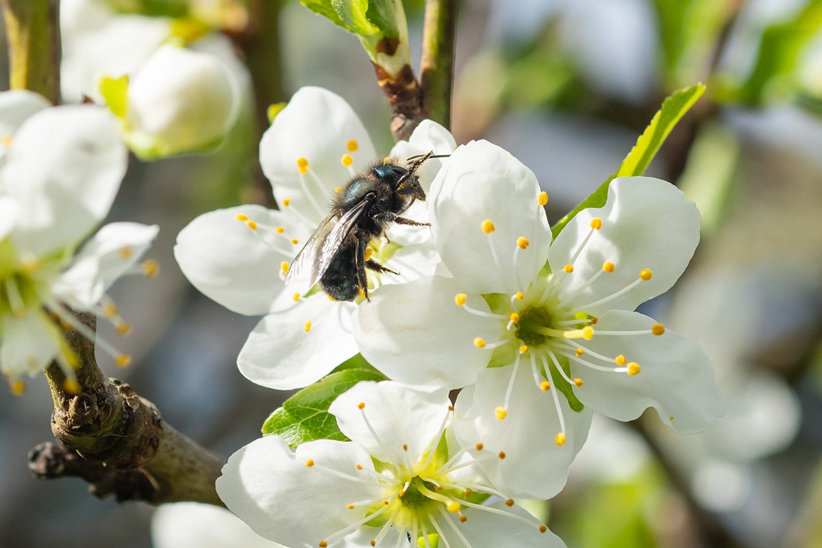A,Blue,Mason,Bee,(osmia,Lignaria),Pollinating,A,Flower,In