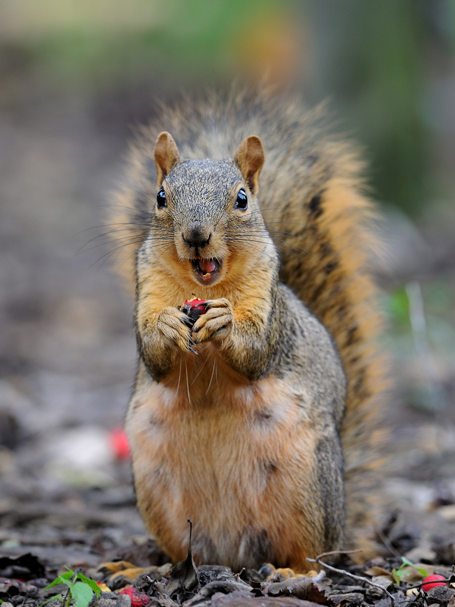 Squirrel,Eating,A,Red,Berry