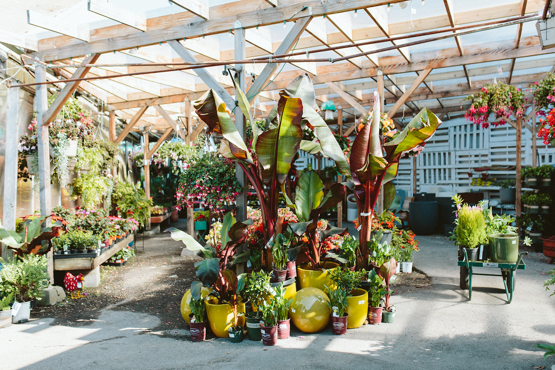 Tropical Plants displayed at Dennis' 7 Dees Portland Garden Center