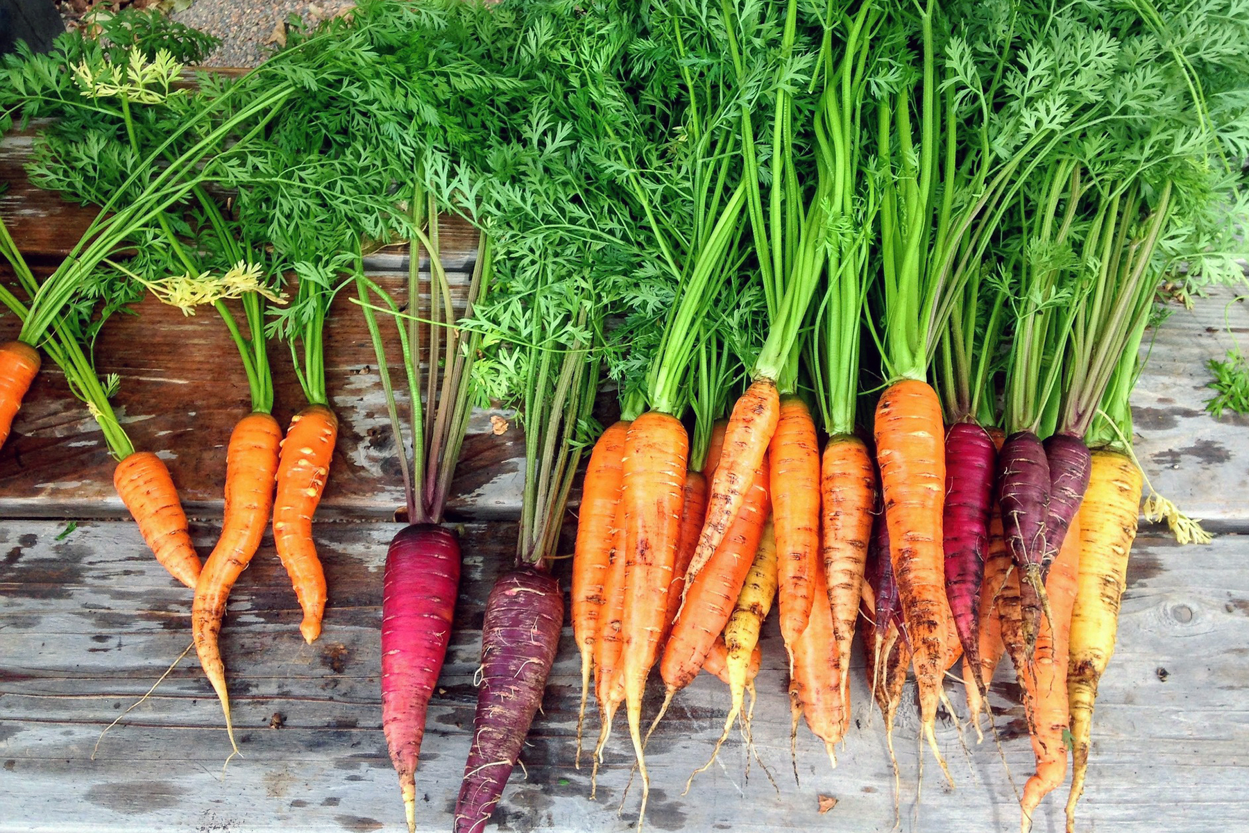dennis7dees-vegetable-gardening-colorful-carrots