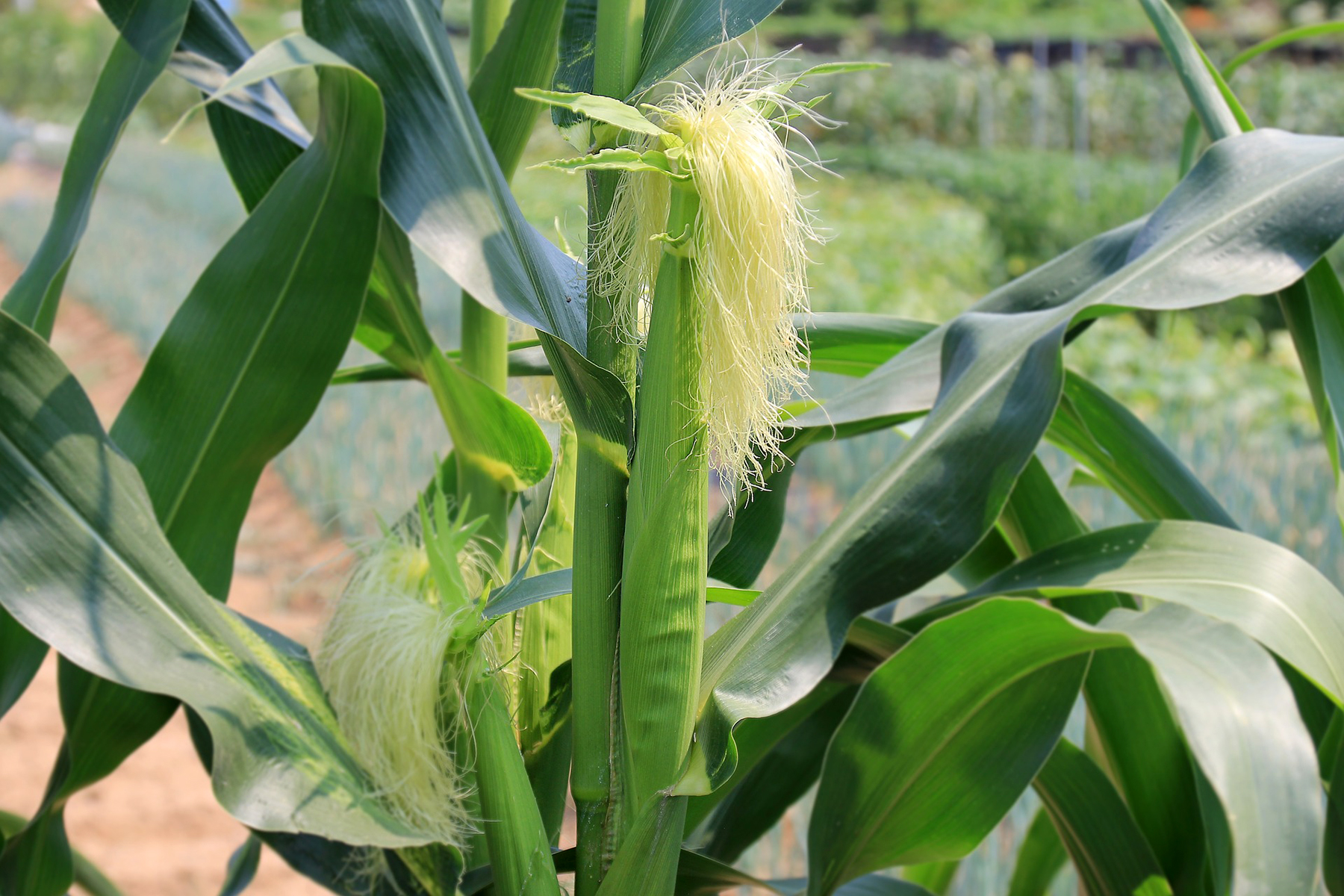 dennis7dees-vegetable-gardening-corn