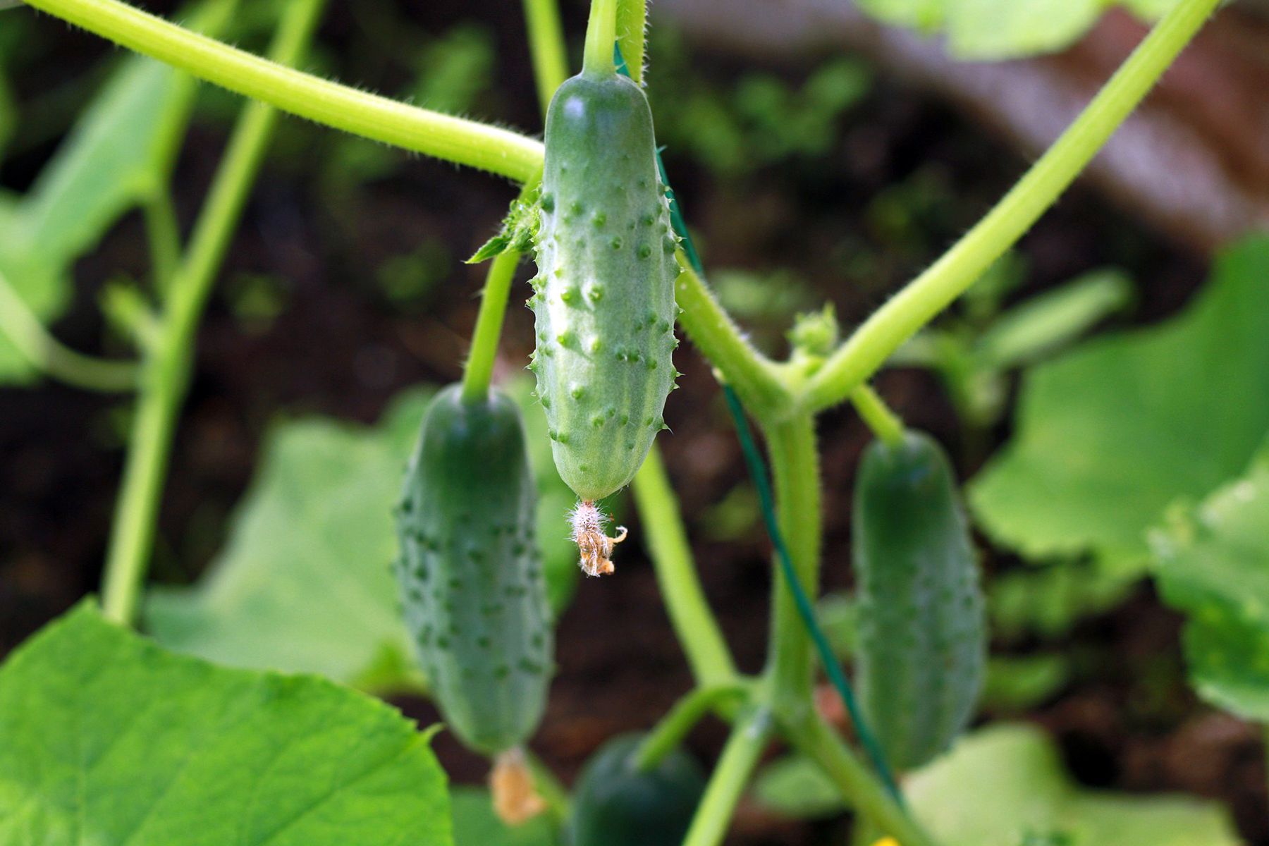 dennis7dees-vegetable-gardening-cucumbers