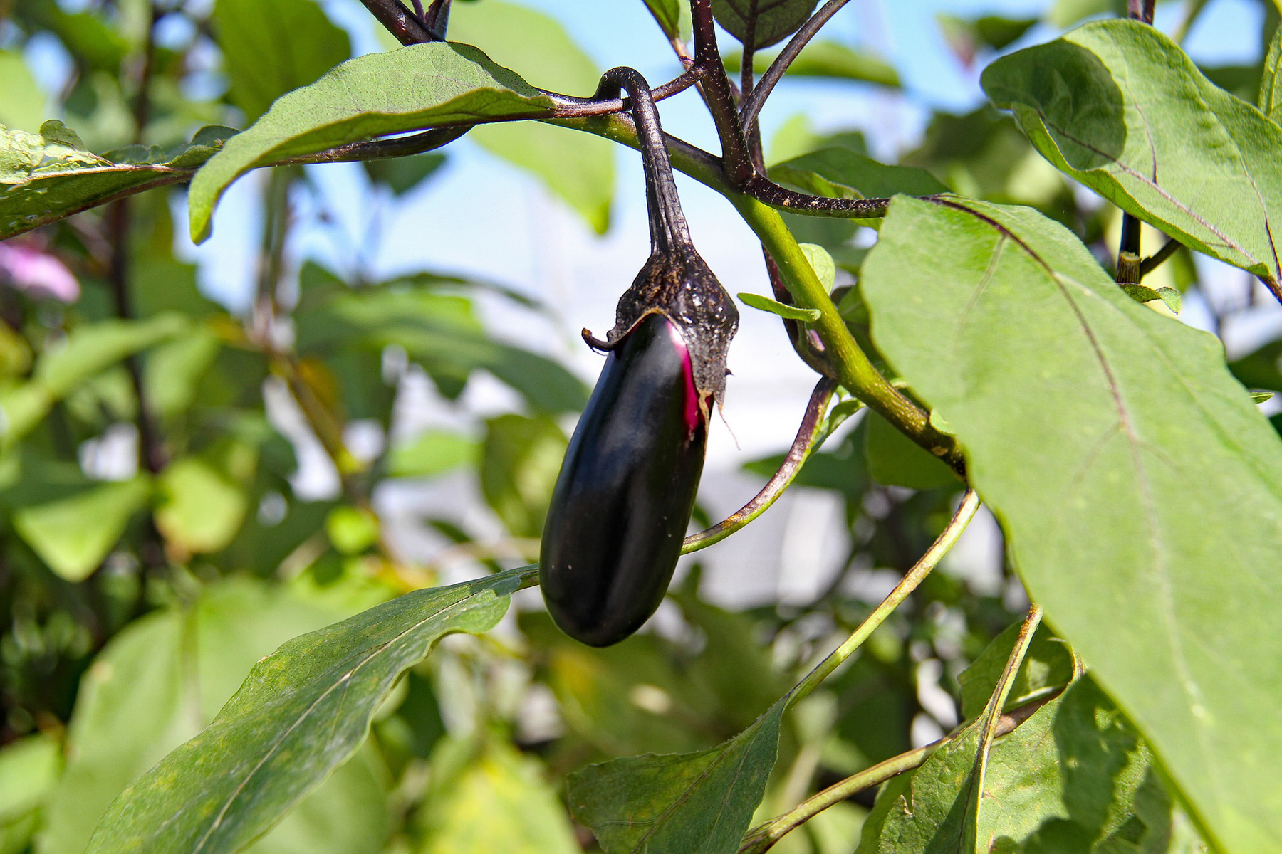 dennis7dees-vegetable-gardening-eggplant-2 holding a box of fresh eggplants
