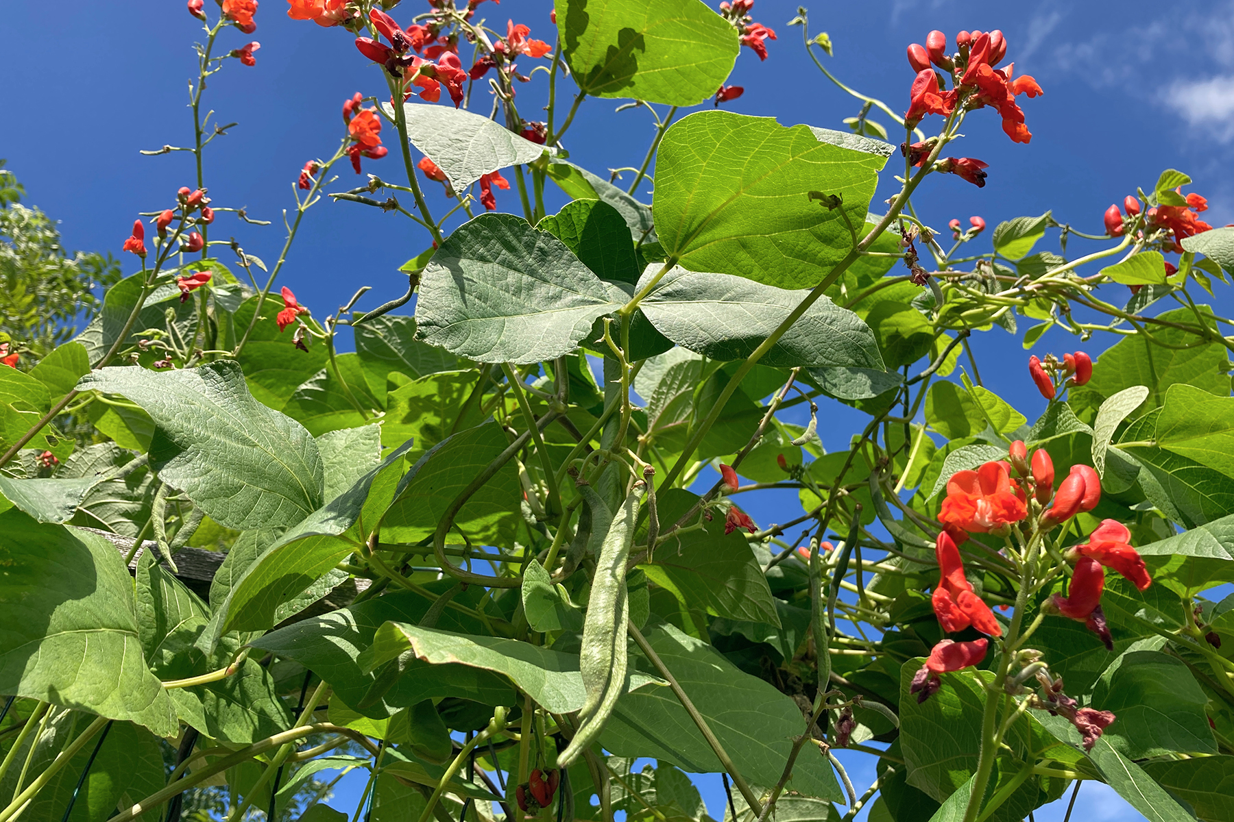 Scarlet,Runner,Beans,,Also,Known,As,Phaseolus,Coccineus,,Growing,On