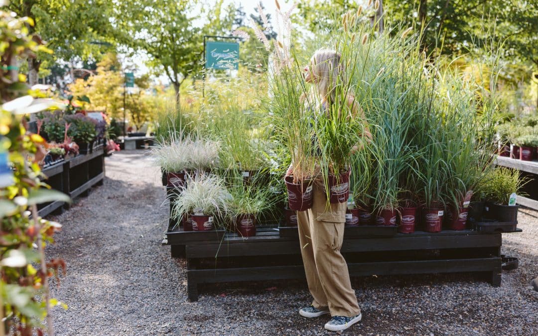 Ornamental Grasses at Dennis' 7 Dees Garden Center in Vancouver