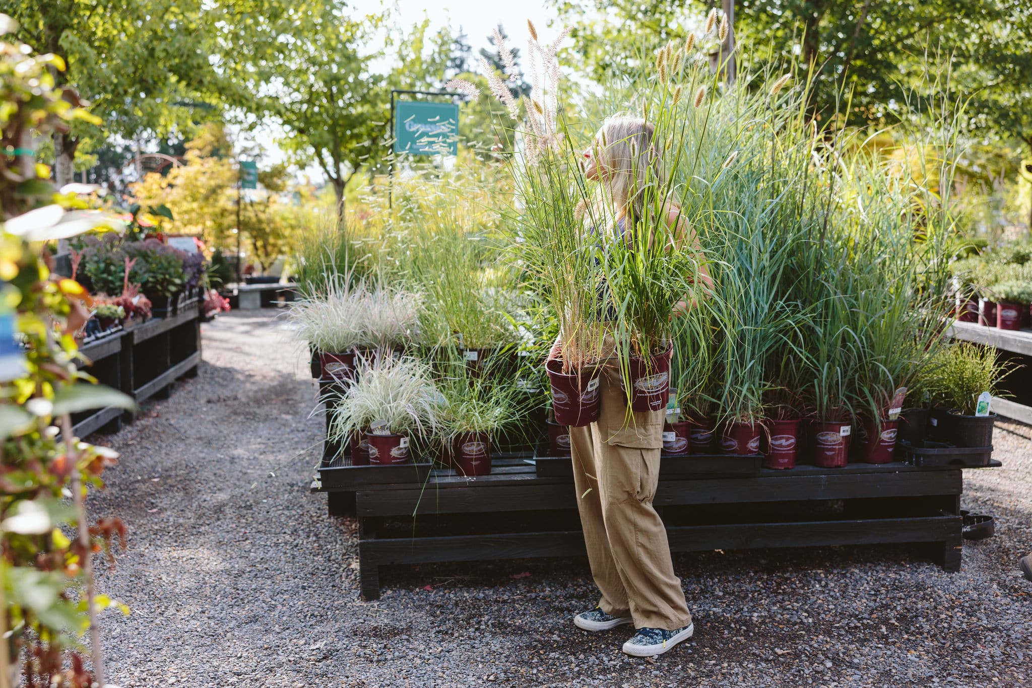 Ornamental Grasses at Dennis' 7 Dees Garden Center in Vancouver