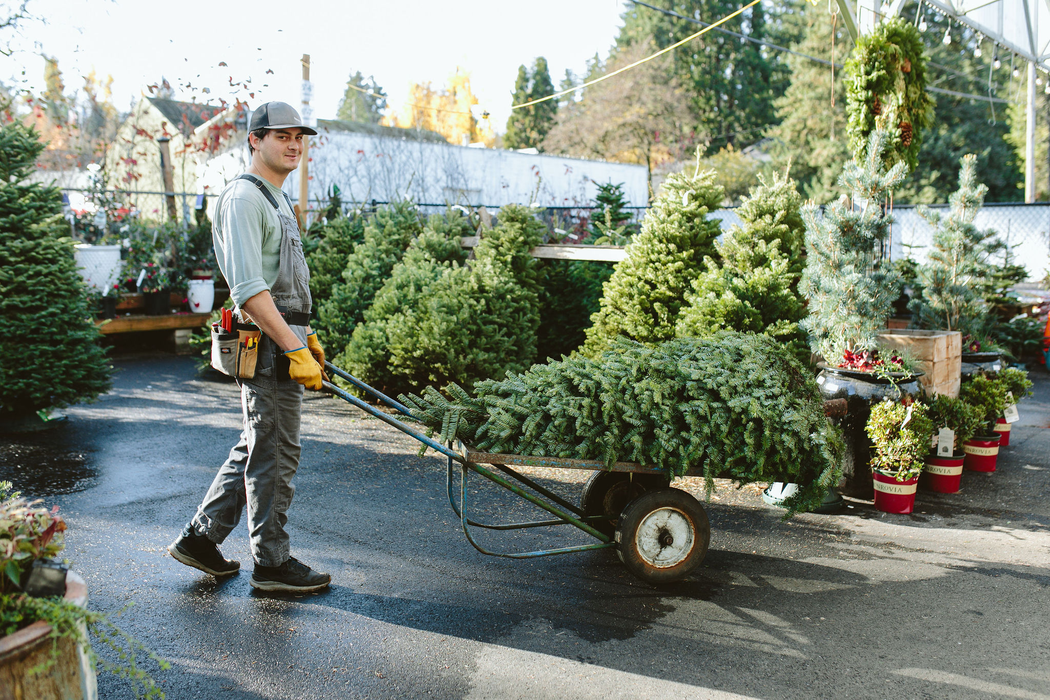 Christmas tree recycling services