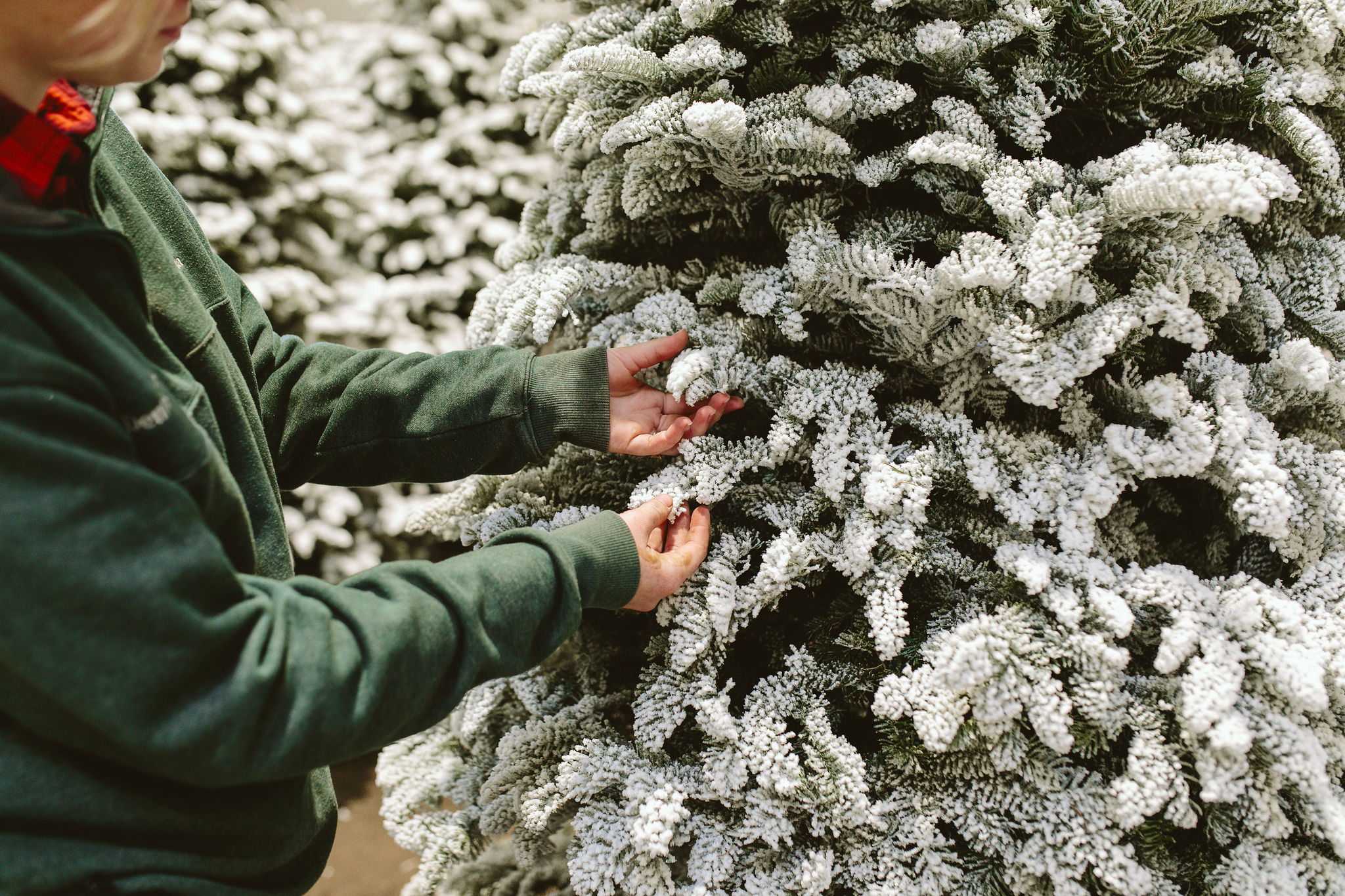 Flocked Christmas Tree