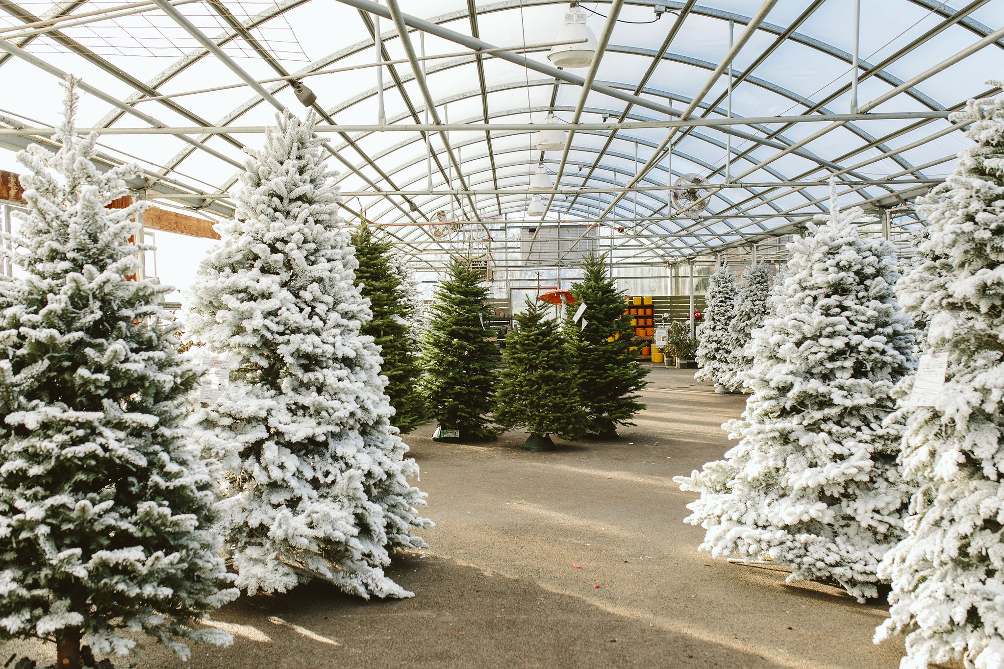 Flocked Christmas Tree