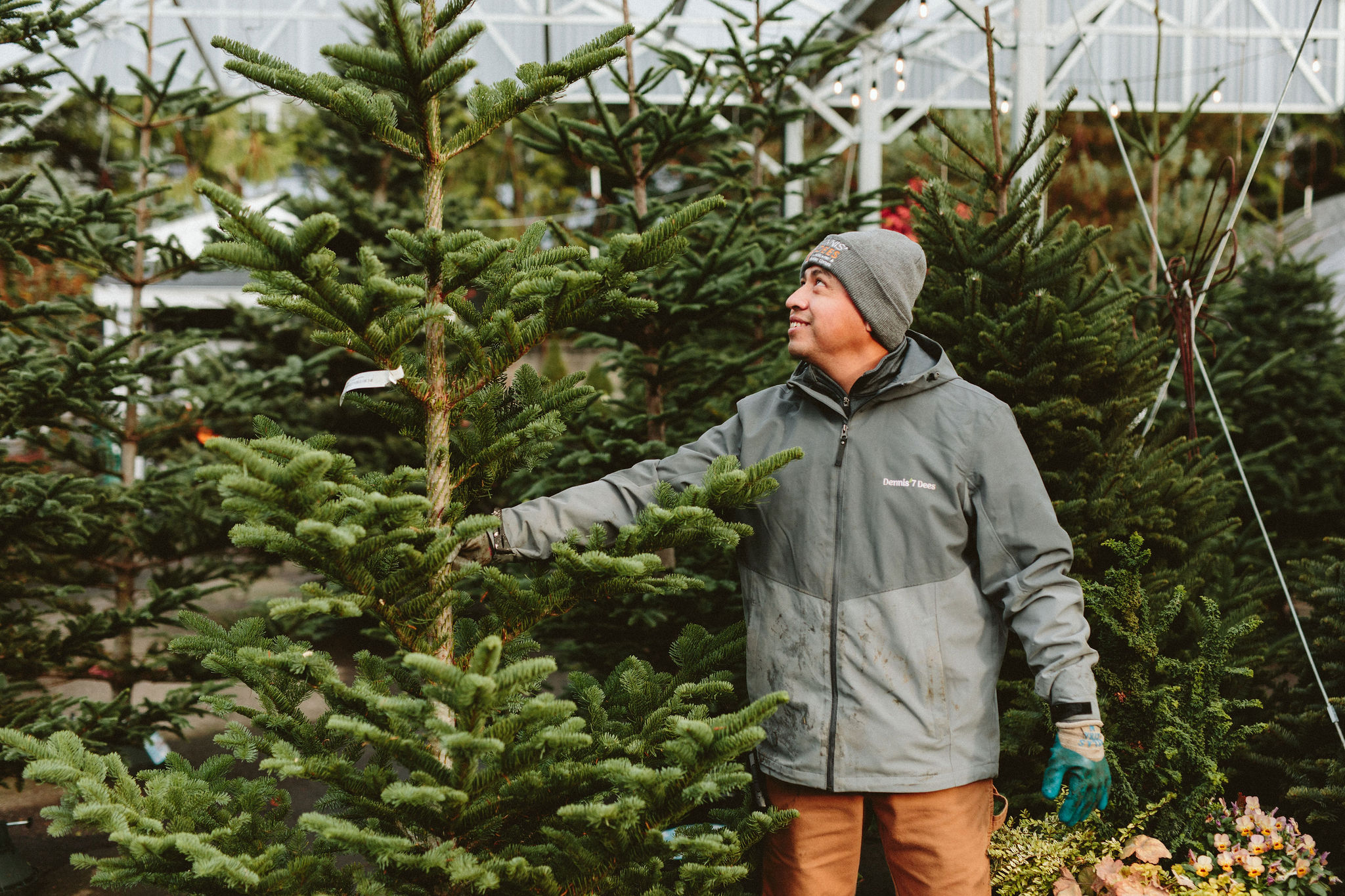 fresh cut Christmas trees