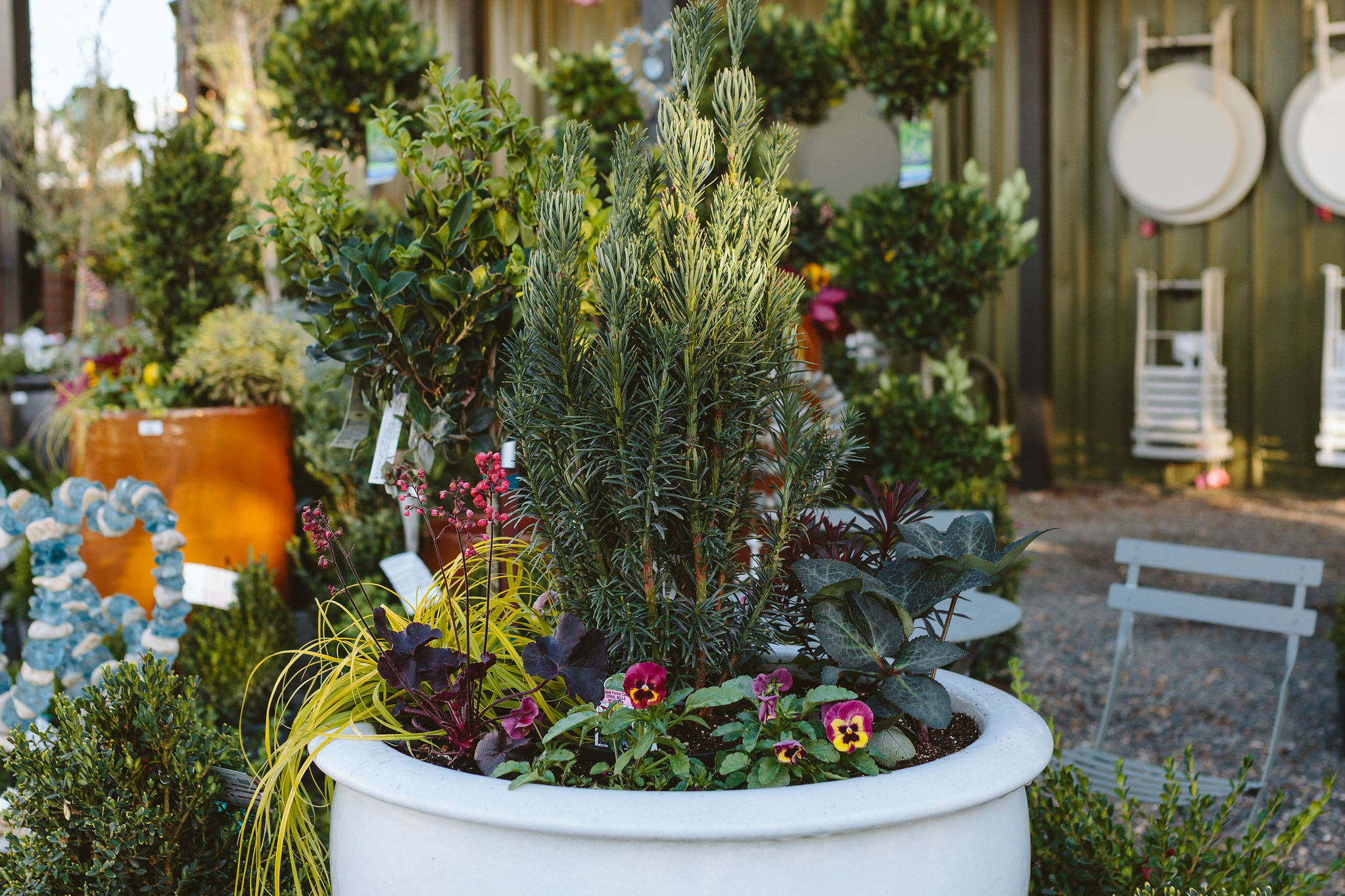 Winter Container Garden Design Ideas & Care Tips