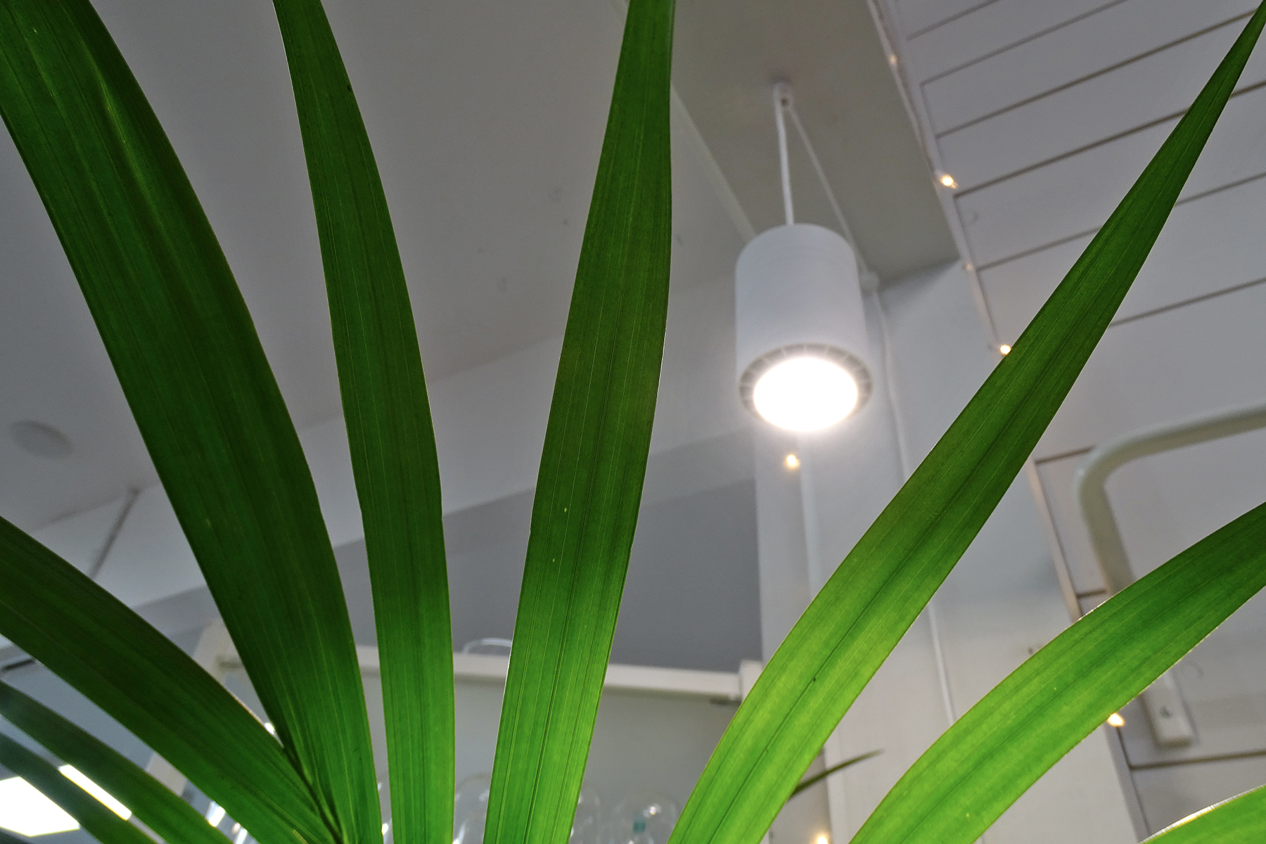 soltech-aspect-grow-light-houseplants Indoor LED Grow Lights