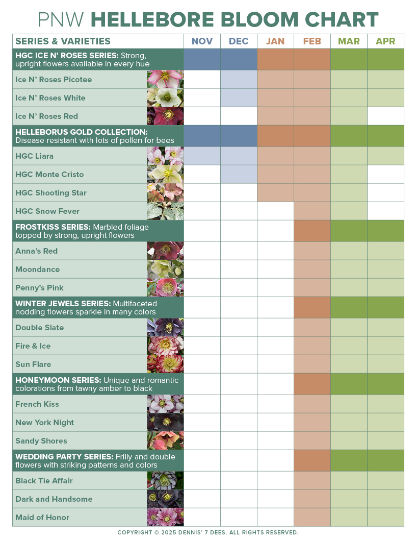 Chart - Hellebore Bloom Time in the PNW