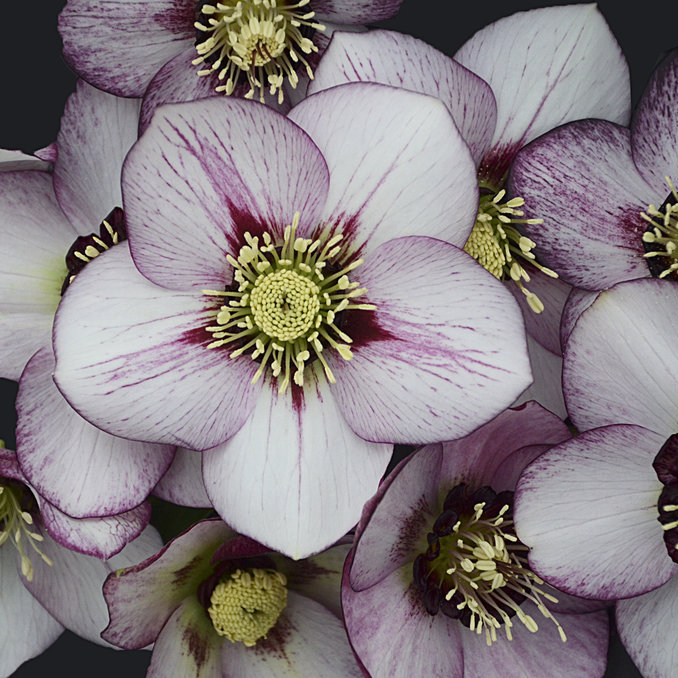 Hellebore-Honeymoon-French-Kiss_proven-winners_cropped