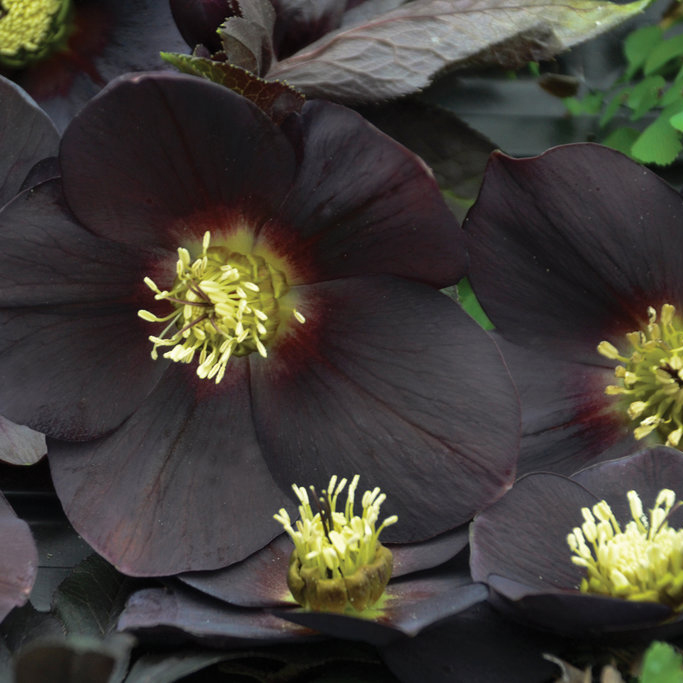 Hellebore-Honeymoon-New-York-Night_proven-winners_cropped