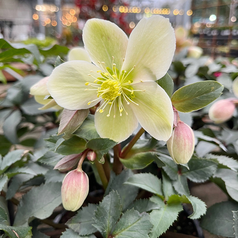hellebore-gold-collection-monte-christo_cropped